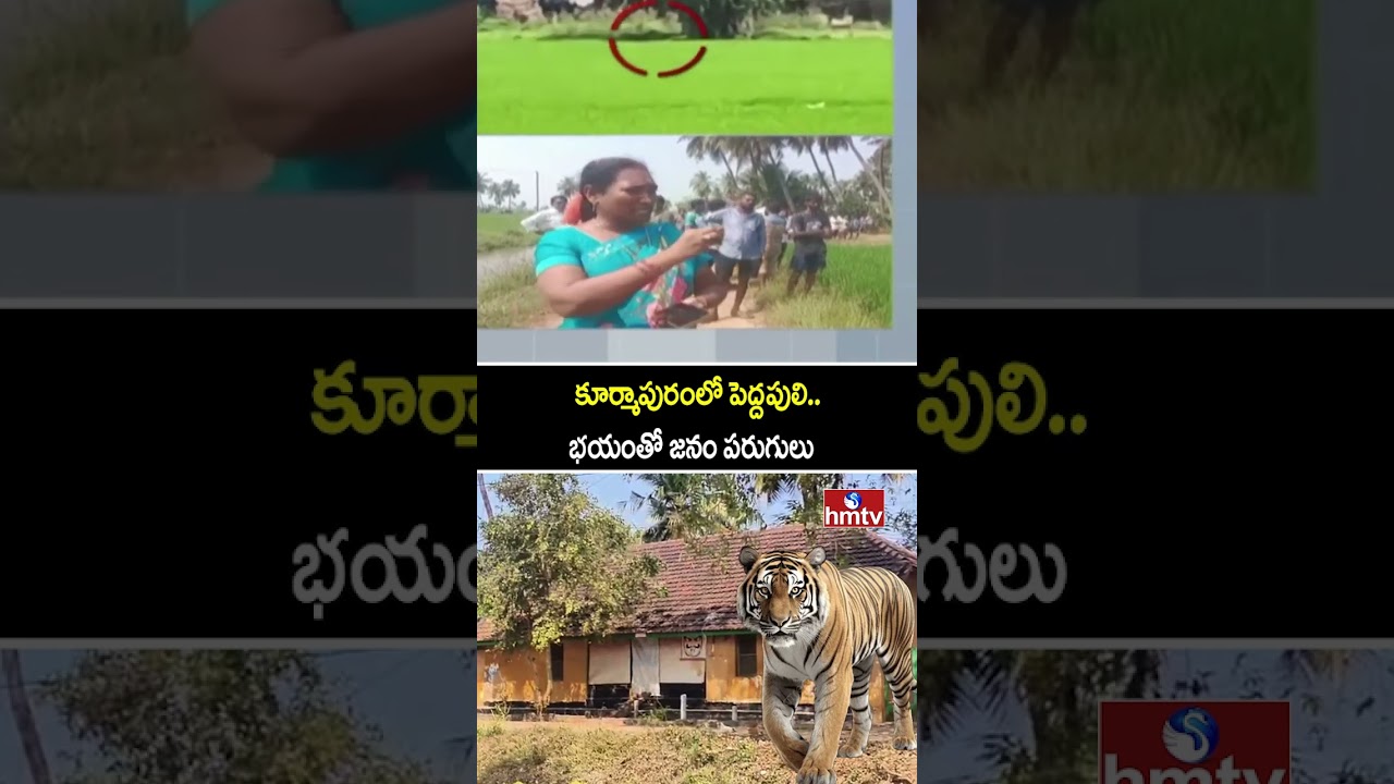 తూర్పు గోదావరి జిల్లాలో పెద్దపులి కలకలం | Tiger In East Godavari district | hmtv