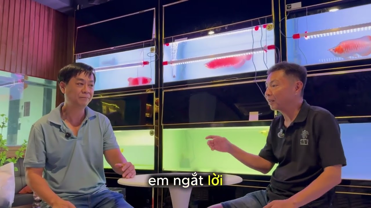 Cách nuôi kim long quá bối đẹp và hiệu quả 