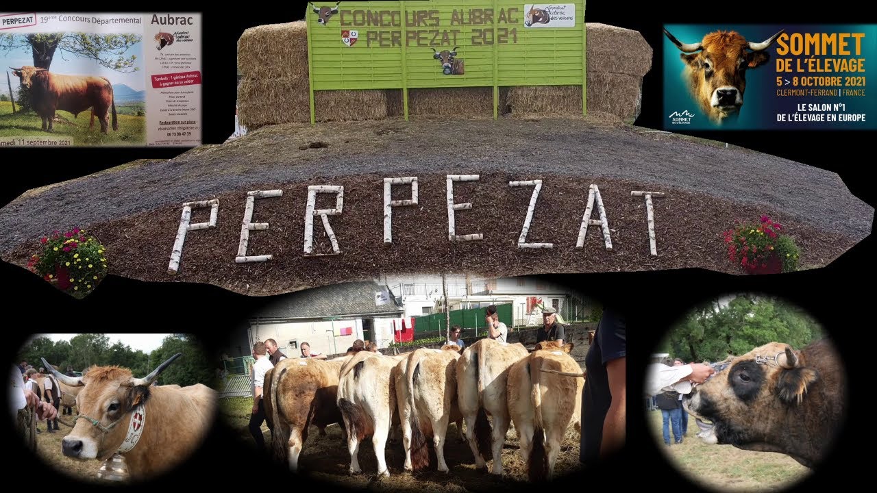 19 ème concours Départemental Aubrac à Perpezat (63)