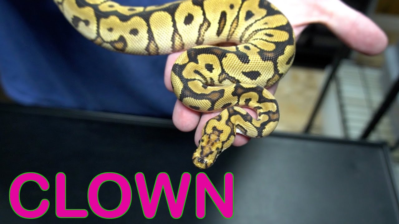 Spotnose Fire Clown Update and More - Ball Pythons!