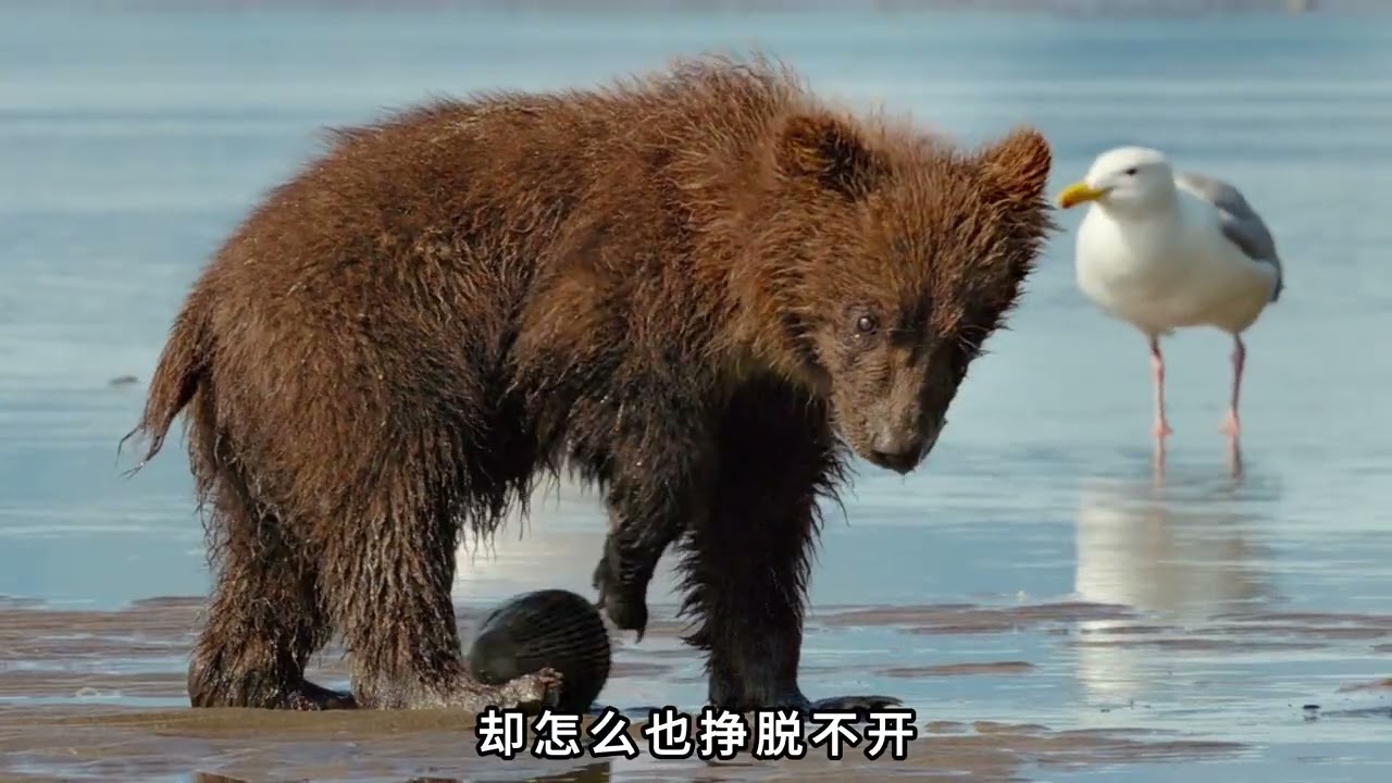 潮水退去后，棕熊一家三口等来了一场盛大的贻贝大餐，一口爆汁#棕熊#冬眠#动物世界