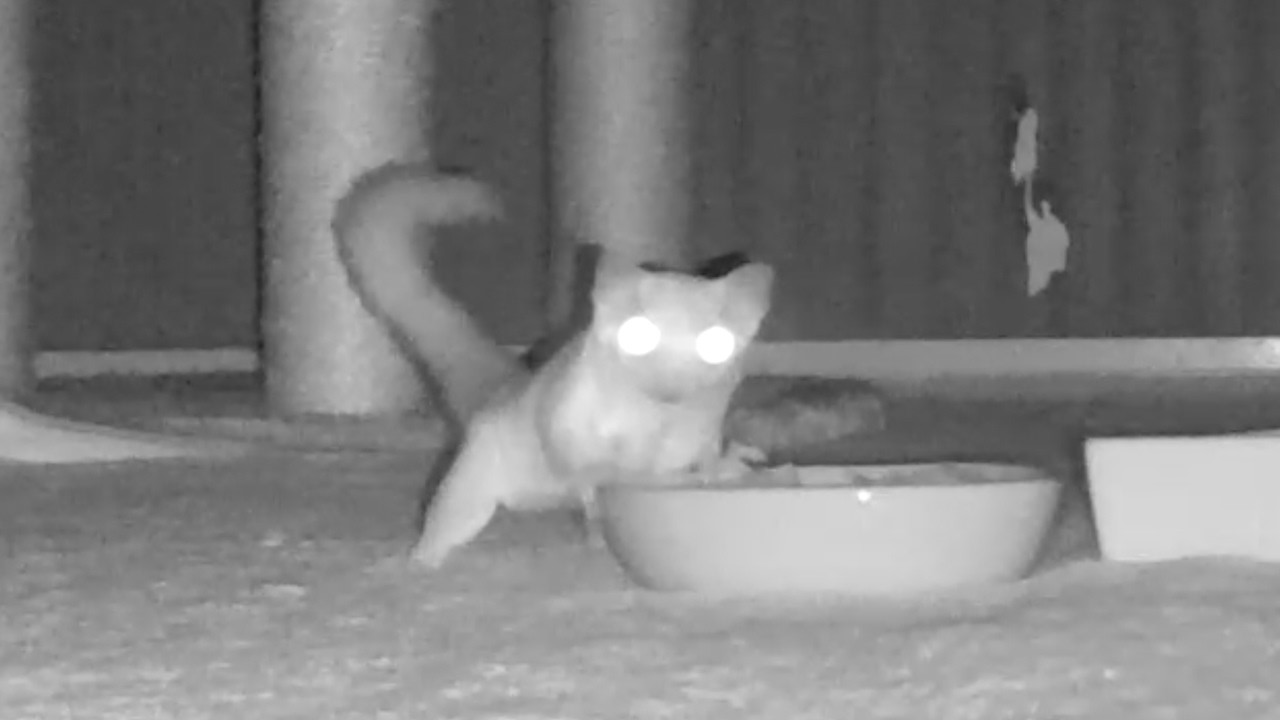 フクモモの食事風景を撮影して確認してみた結果