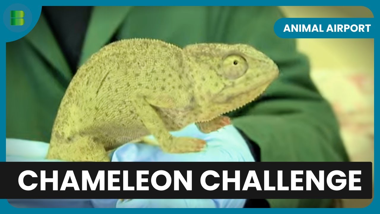 Chameleon Crisis - Animal Airport - S01 EP01 - Animal Documentary
