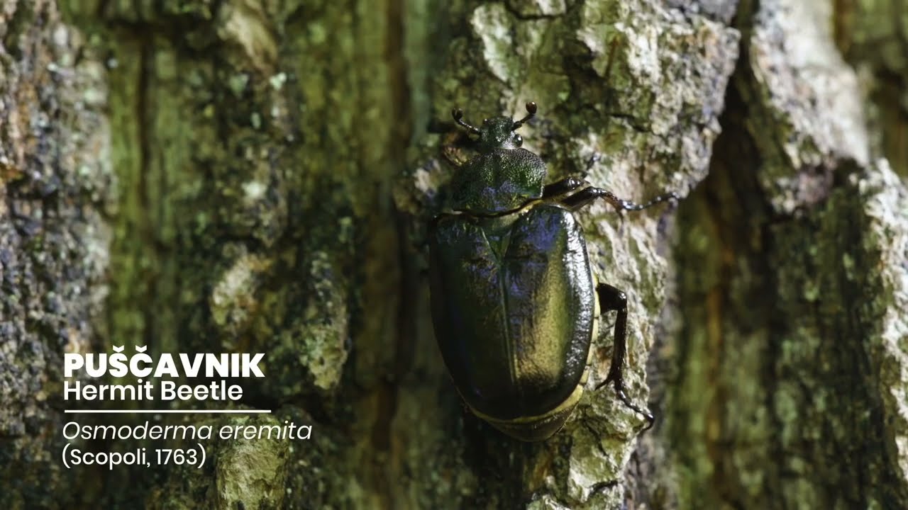 PUŠČAVNIK   Hermit Beetle   Osmoderma eremita Scopoli, 1763