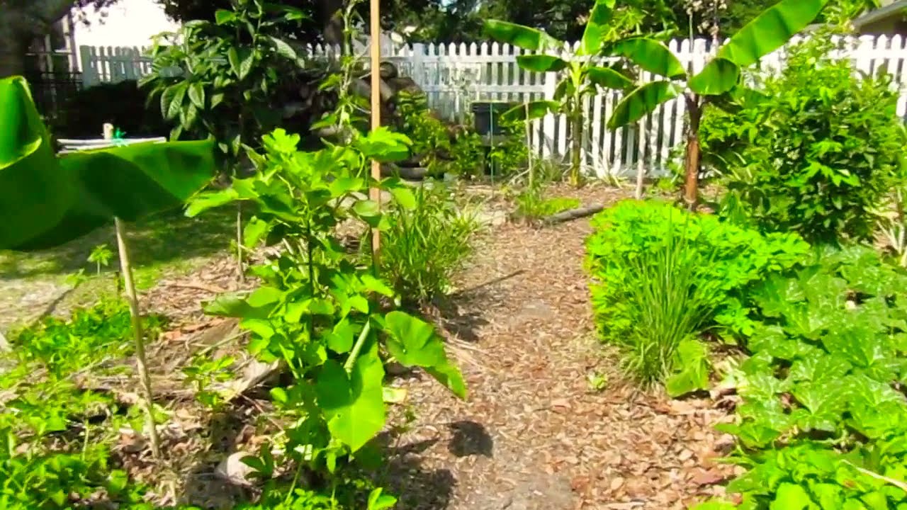 Purple Ube Yam growing in food forest