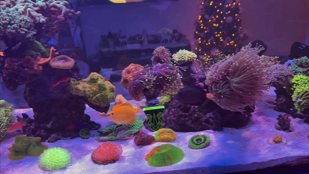 Part 2 of adding new substrate to aquarium!