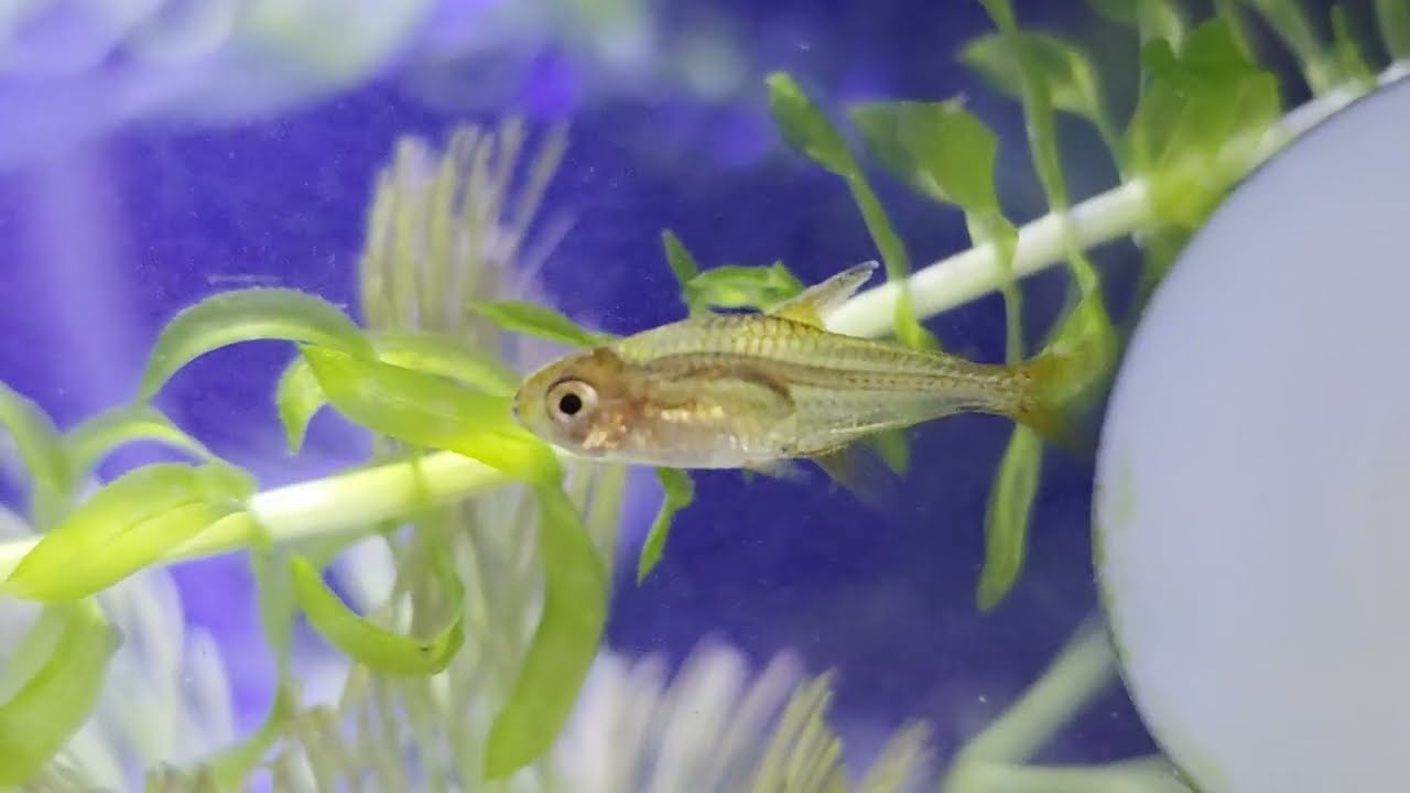 Tetra Foguinho (Hyphessobrycon amandae); Coridora Panda; Limpa Vidro (Otocinclus sp.) -substituição