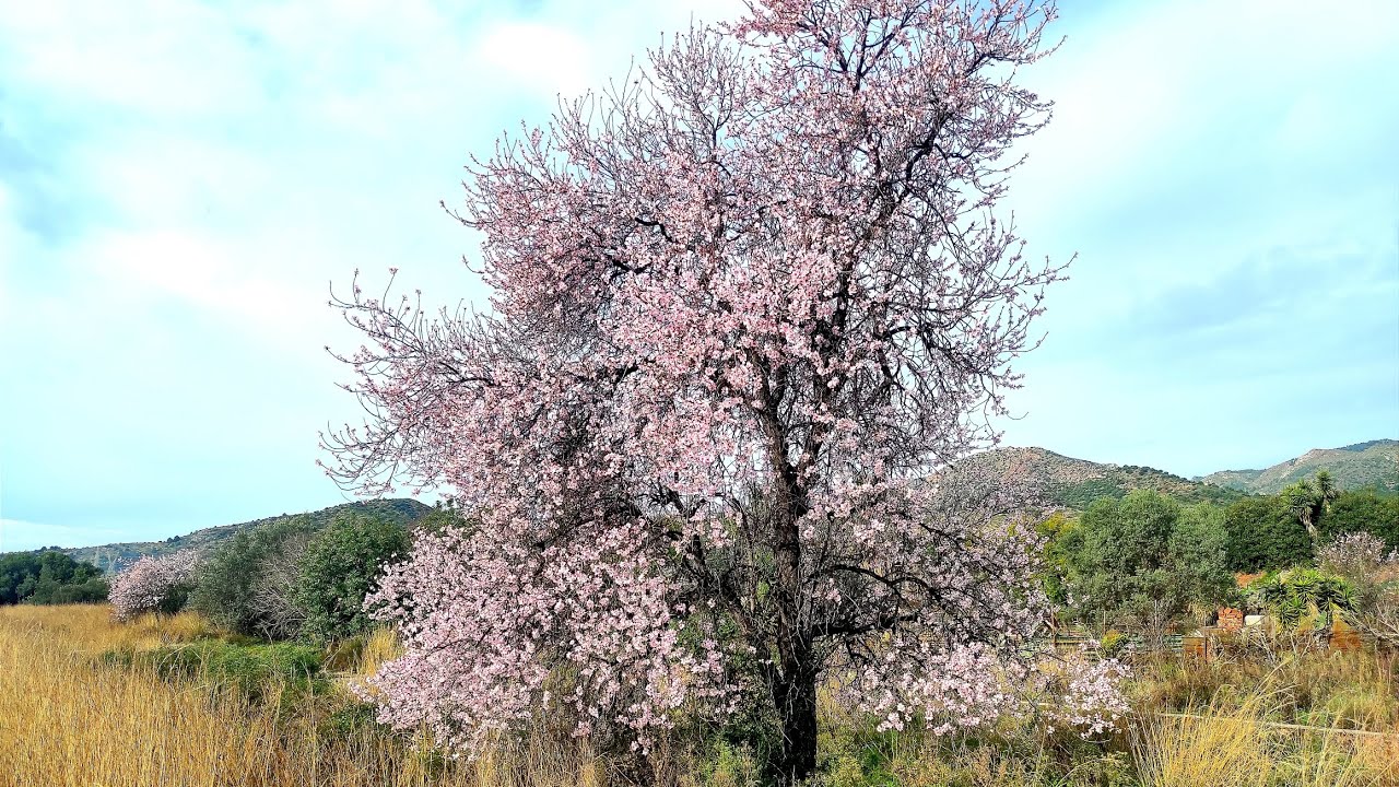 Germinar Almendra del supermercado, Almendro (Prunus dulcis)