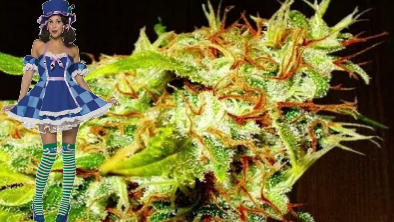 Zamaldelica &ndash; Ace Seeds