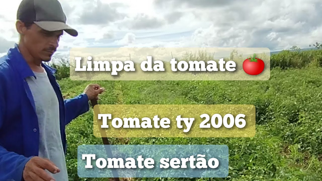 tomate rasteiro SERT&Atilde;O x TY 2006