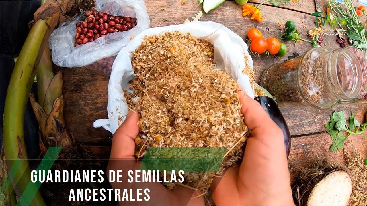 Guardianes de semillas ancestrales - TvAgro por Juan Gonzalo Angel Restrepo