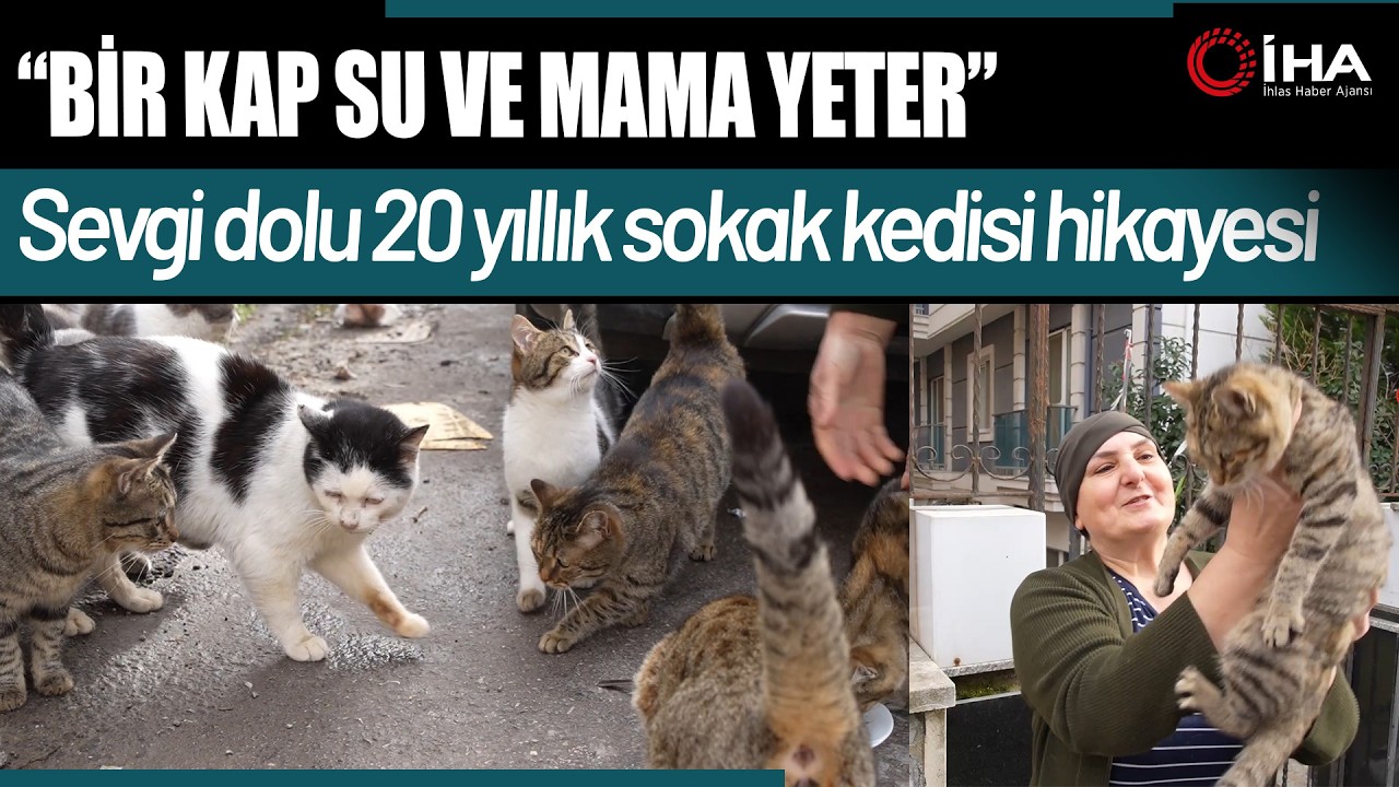 20 Yıldır Sokak Kedilerine Annelik Yapıyor: 