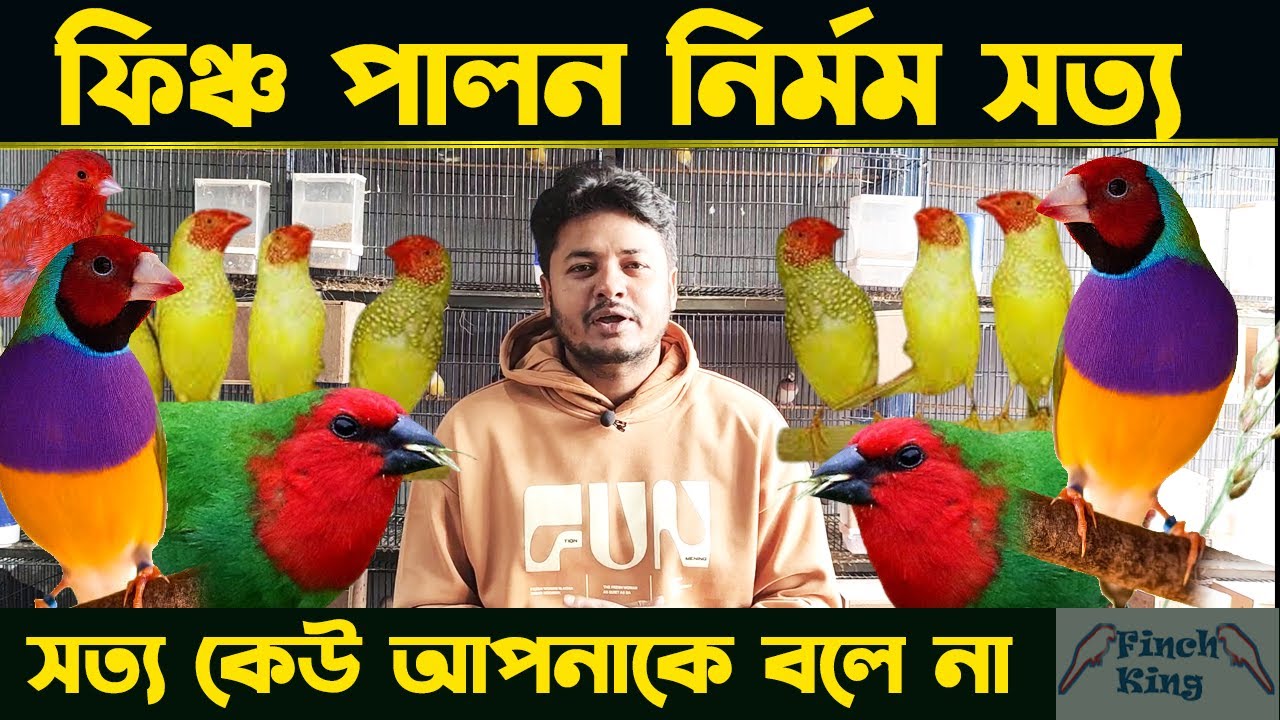 ফিঞ্চ পাখির ৩ টি অপ্রিয় সত্য - যে কথা কেউ বলে না