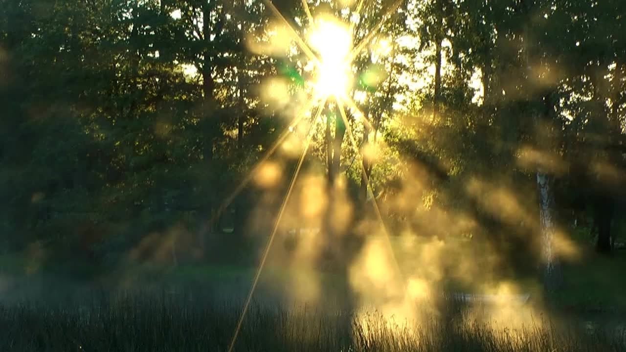 Morning Pond Sunrise | Birds Singing, Rising Mist & Calm Nature Sounds (No AI)