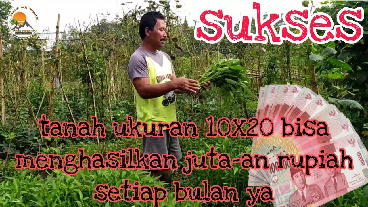 memanfaatkan lahan sempit ukuran 10X20 bisa meraup jutaan rupiah setiap bulannya#pertanian