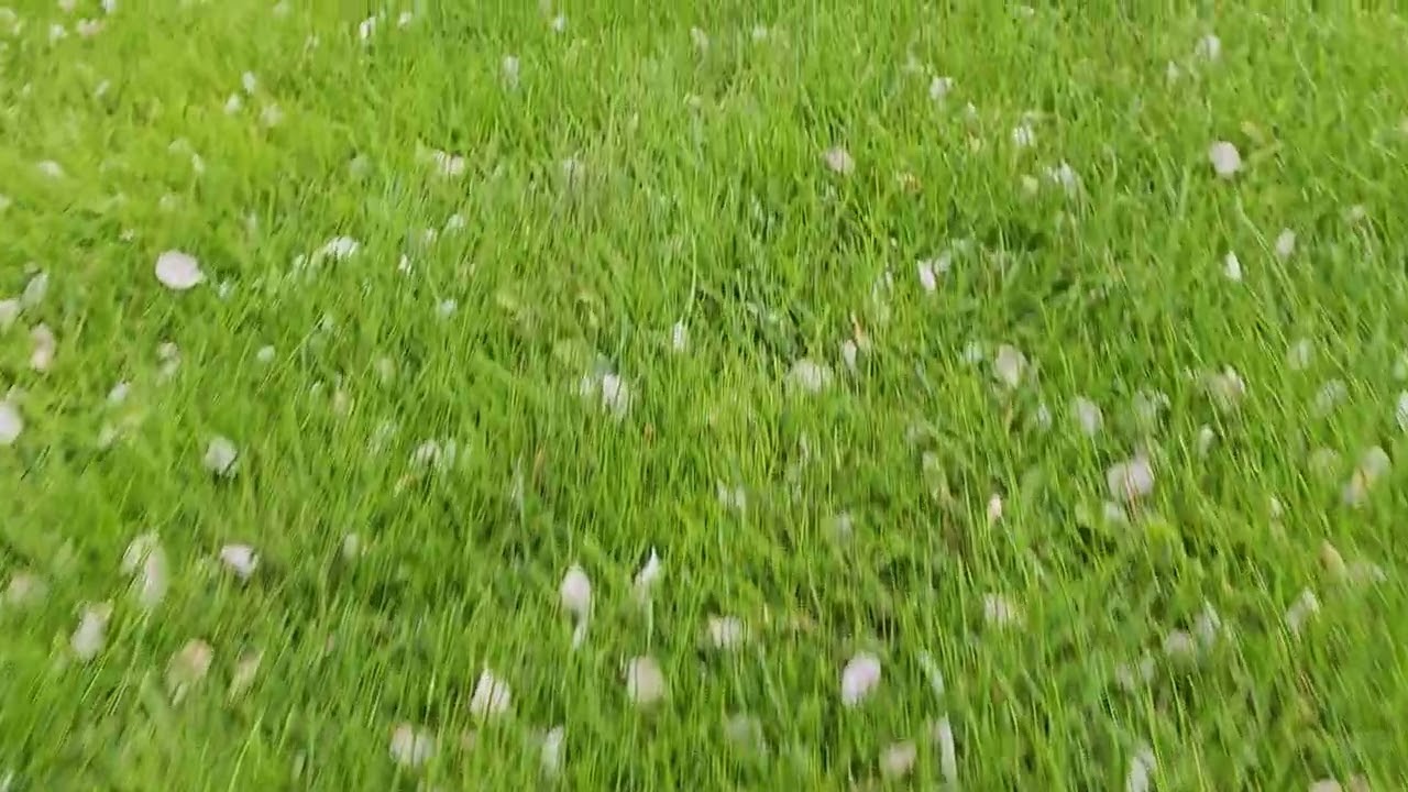 close high angle view with dolly movement above fresh green lawn with white flower petals