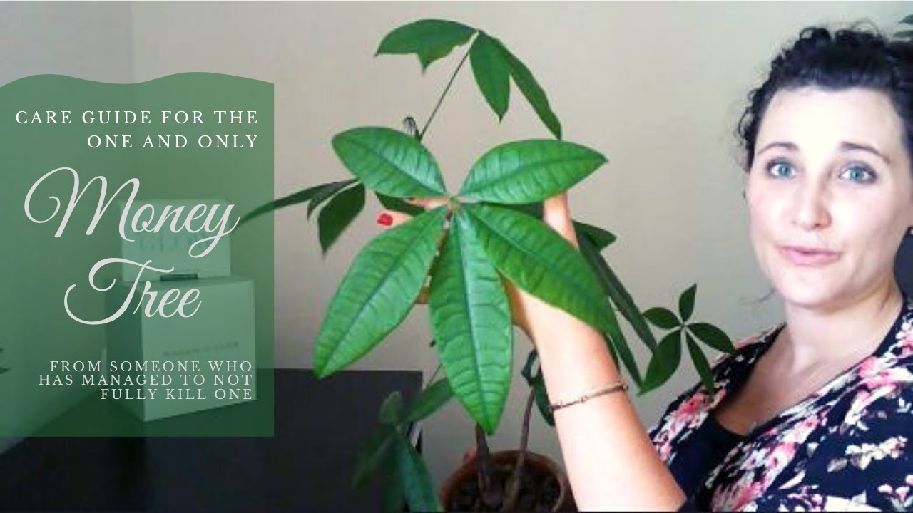 Money Tree Care Guide
