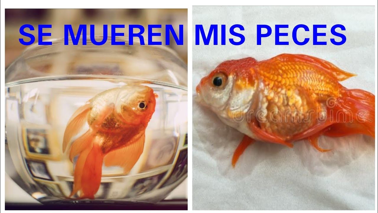 LAS RAZONES MAS COMUNES POR LAS QUE SE MUEREN LOS PECES