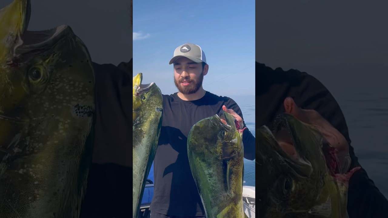 Estos son los Dorados que hemos pescado!!