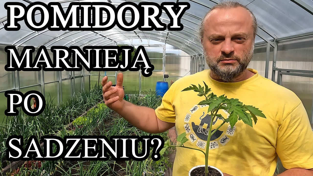 Pomidory po posadzeniu marnieją i oklapują? Co robić?