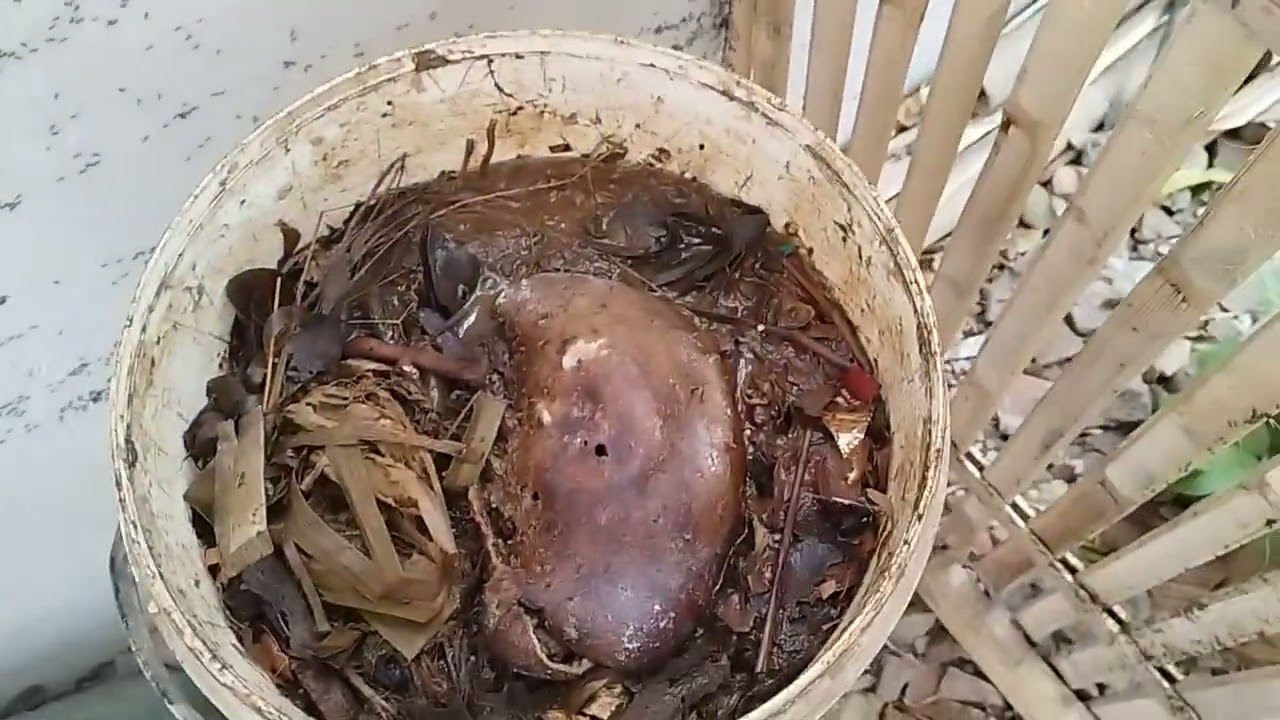 Cara membuat air lindi dari sisa sampah dapur, pupuk istimewa anggur agar subur dan berbuah lebat