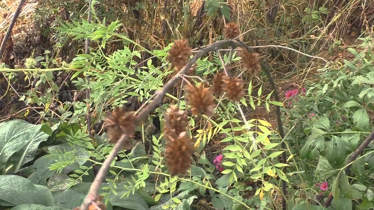 Цветник 