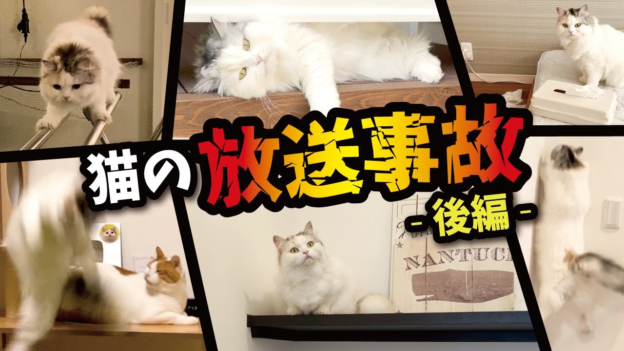 【放送事故】破天荒すぎる猫がとんでもない事故起こしまくる総集編【プレミア公開】【関西弁でしゃべる猫】【猫アテレコ】