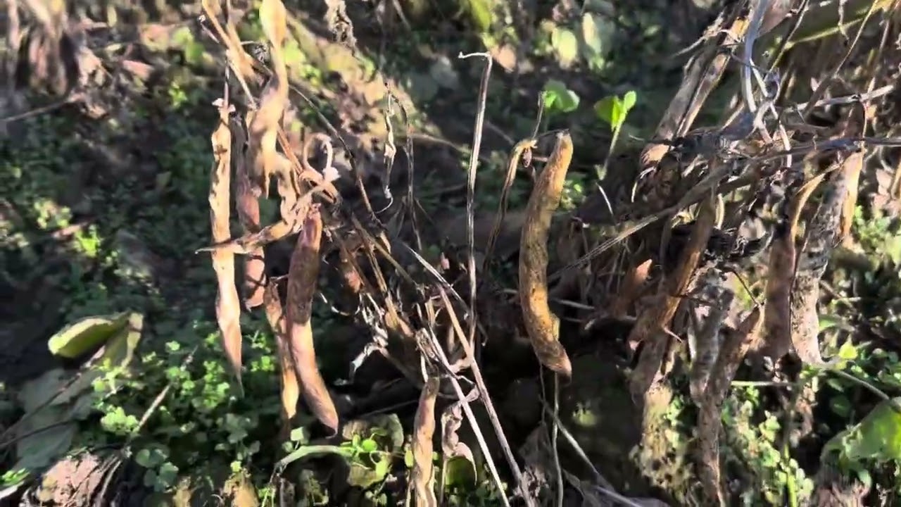 Raccolto di fagioli bio perso 