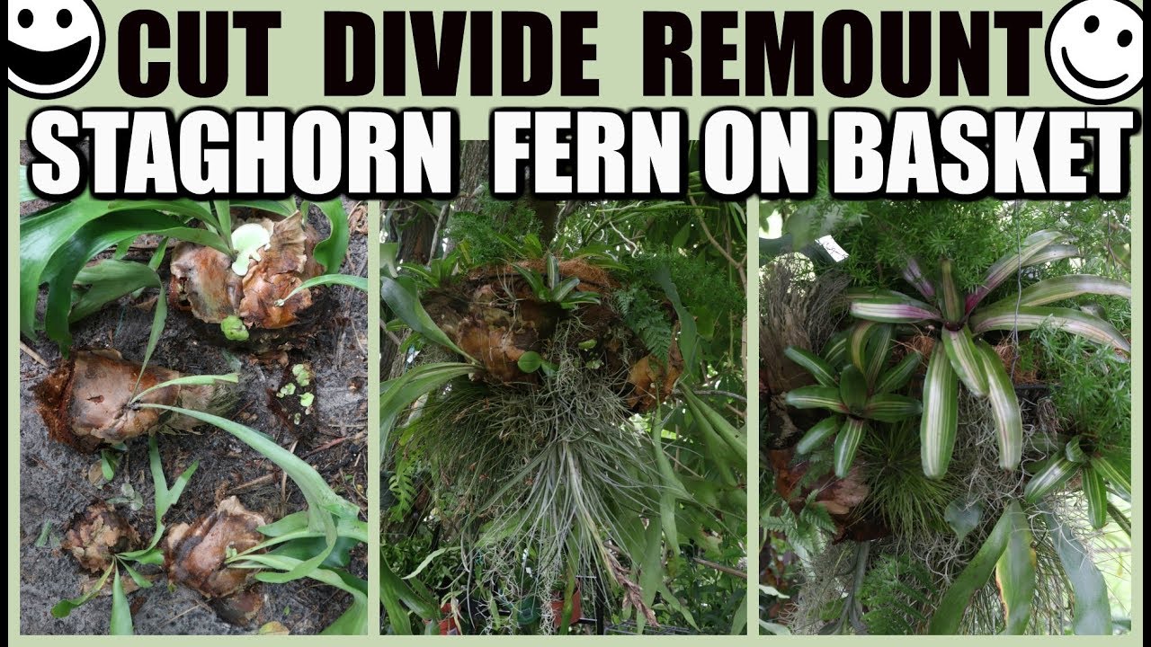 WATCH ME Divide & Mount to a Basket - Staghorn Fern Chandelier - Bromeliads, Orchids & Ferns