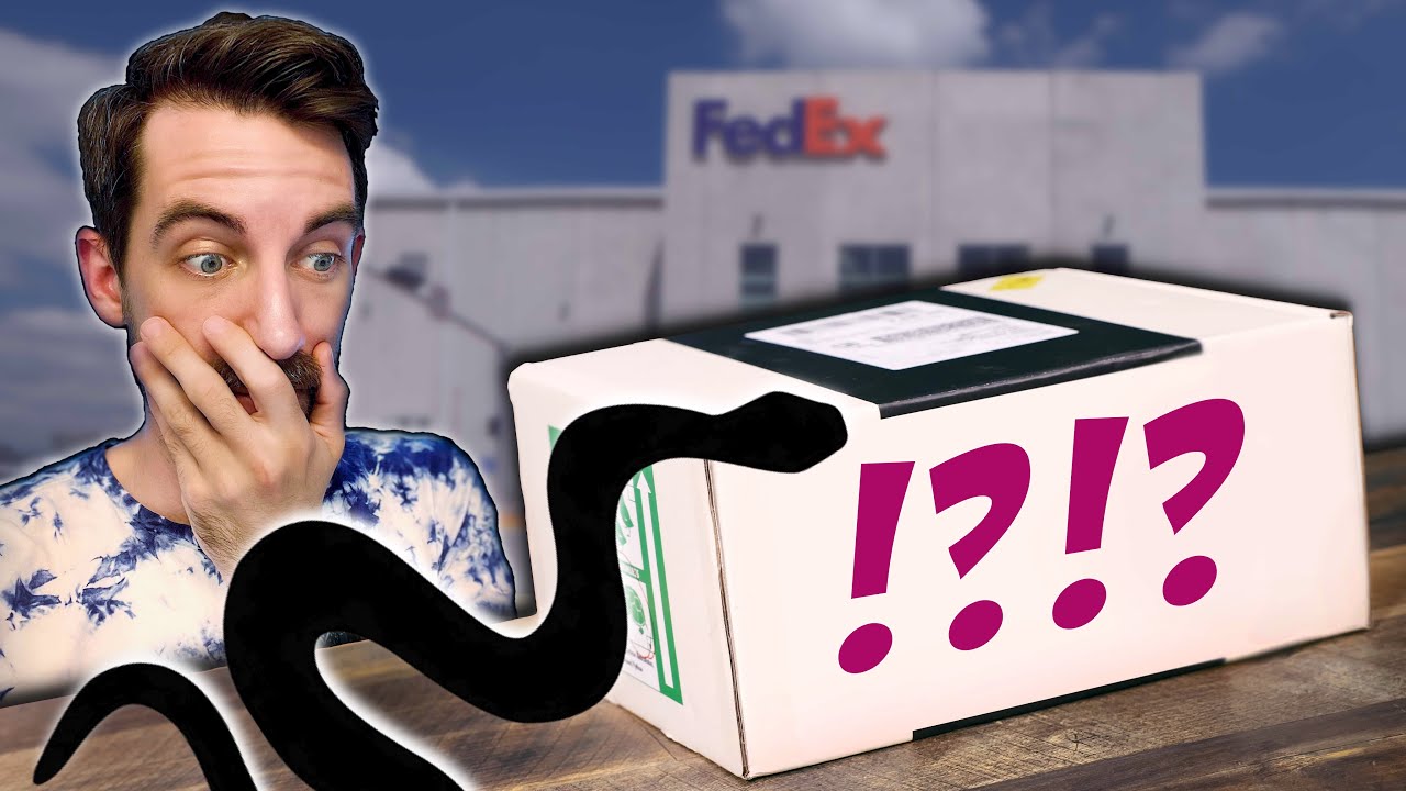 I Got a Snake in the Mail!  Dwarf Retic Python Unboxing