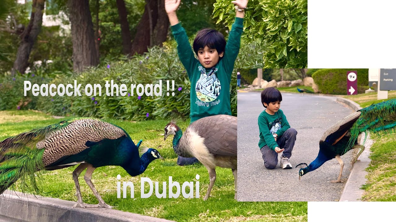 Peacock on the Road in Dubai!!😳🤩#peacock  #dubairoads #dubaivlog #uaemalayali #dubai #futuremuseum