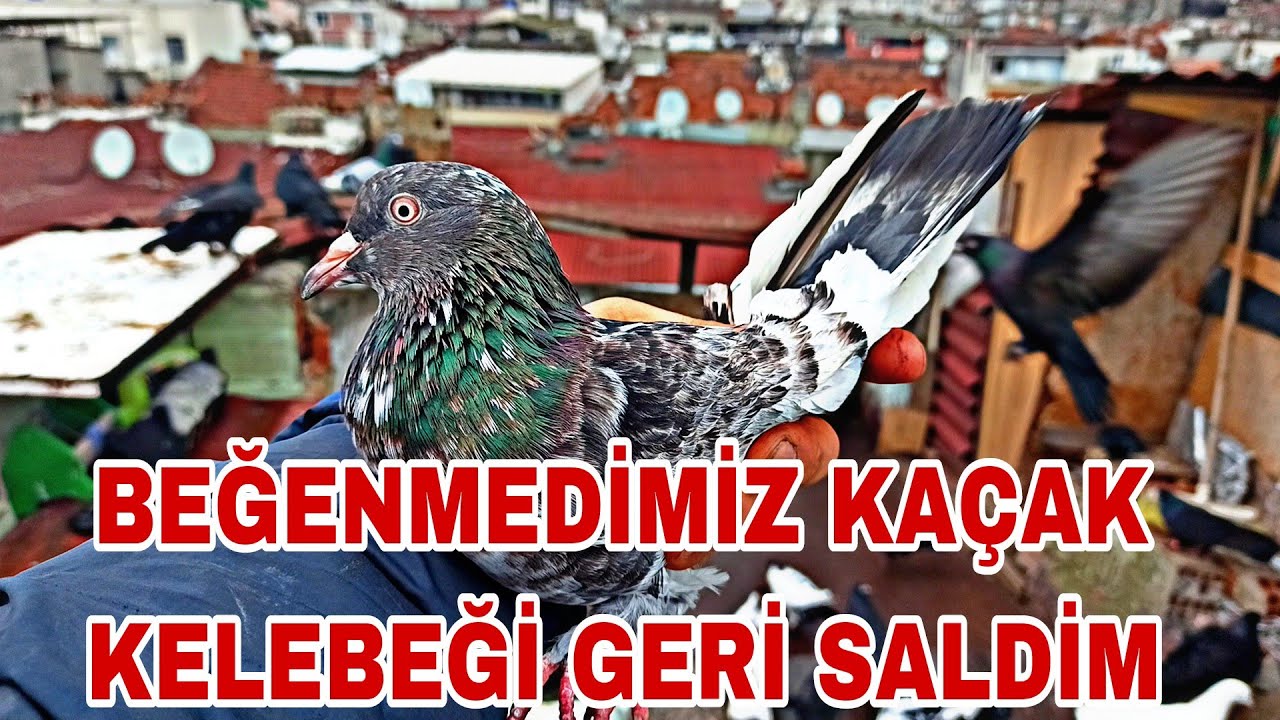 BEĞENMEDİMİZ KAÇAK KELEBEĞİ GERİ SALDİM NEDEN GİTMİYOR BU KUŞ