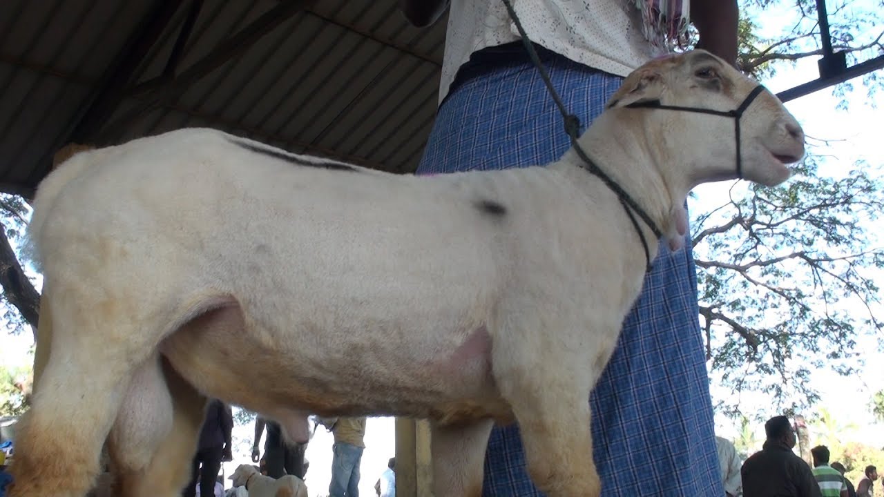 4 teeth Banduri Ram for 25 thousands