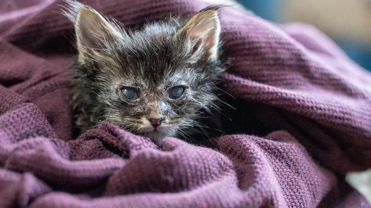 Sweetest blind kitten ever