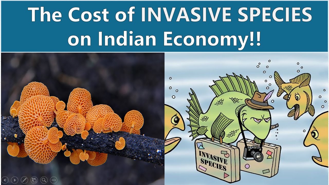 How much INVASIVE SPECIES are costing the Indian economy ? Role of Alien/Exotic species in ecology..