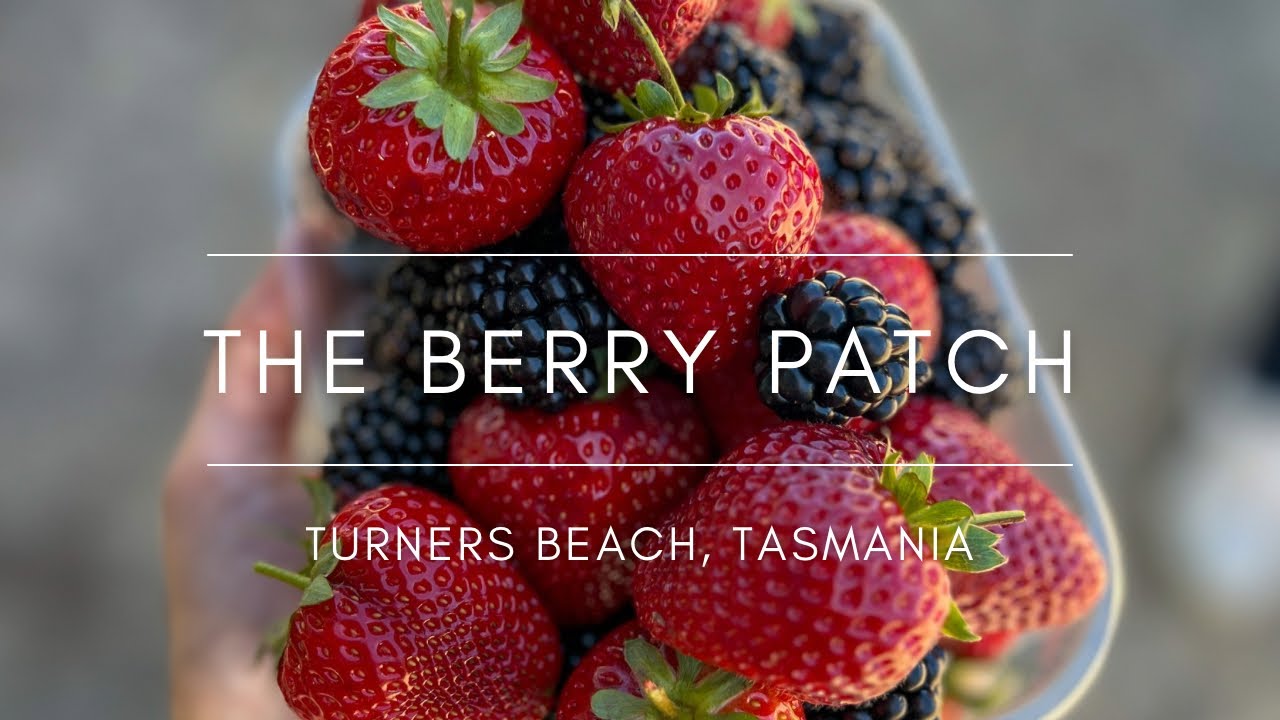 Picking berries at the Berry Patch 