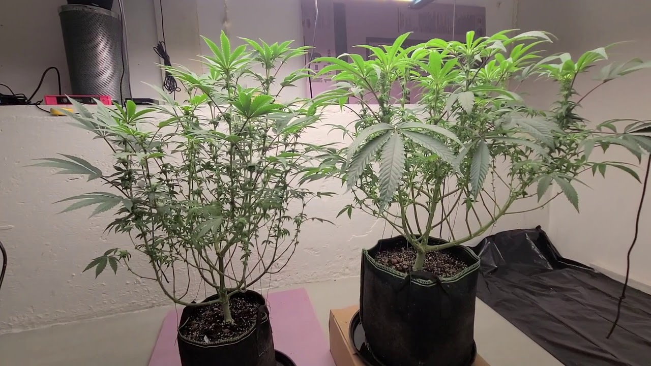 Flower day 20 defoliation on the LA Kush Cake by SeedJunky