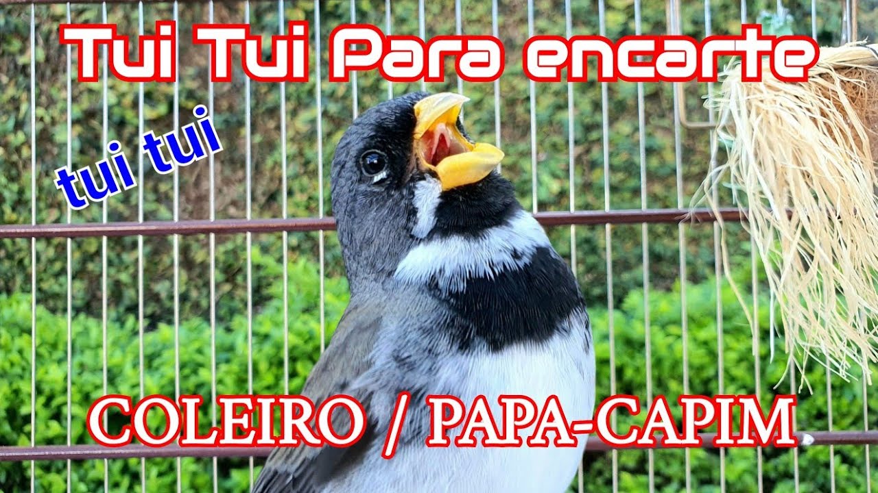 ENCARTE seu COLEIRO/ Papa-capim tui tui para pardos e filhotes