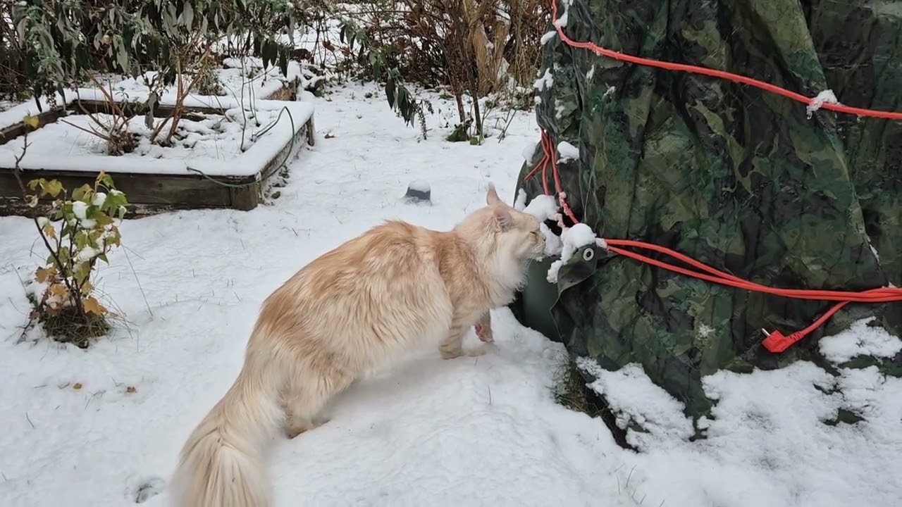 First touch of snow