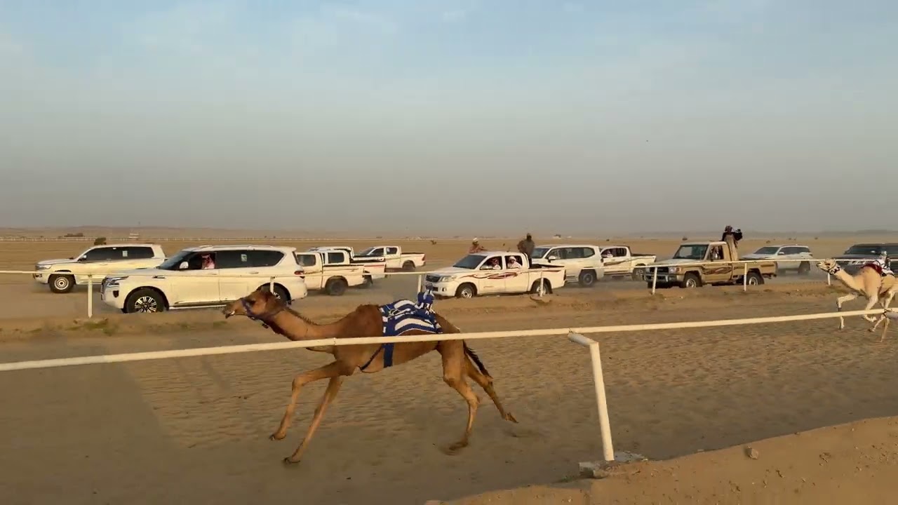 الشوط السادس بكار مفاريد 1500 م طرب  / طلال سلمان الجهني