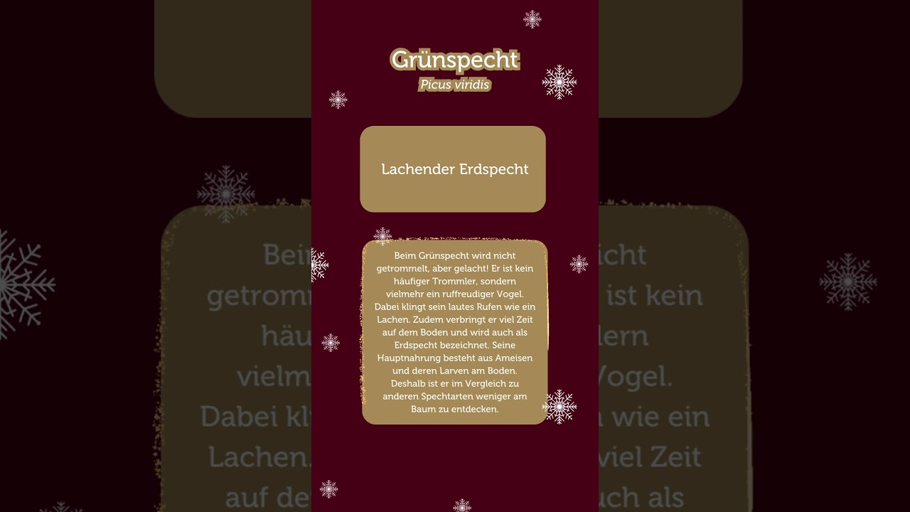Adventkalender 2023: T&uuml;rchen 17 &ndash; Gr&uuml;nspecht