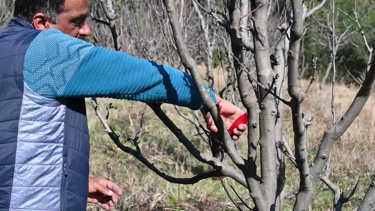 Conventional apple plantations- Pruning techniques | Spur rejuvenation| Dr YSP UHF Nauni