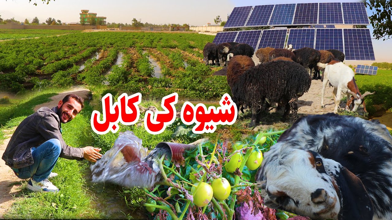 قریه شیوه کی/ ولسوالی بگرامی کابل/ زمینه های بادنجان رومی/ کم آبی/ در گزارش عمران حیدری