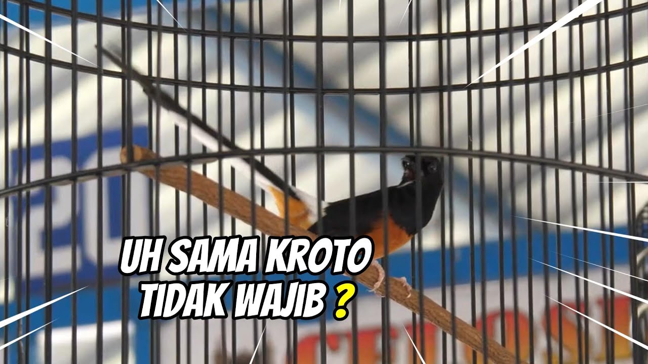 APAKAH BURUNG SUJUD CUKUP HANYA DENGAN JANGKRIK SAJA ⁉️ SIMAK SAMPAI SELESAI