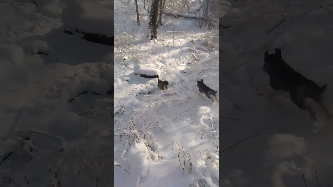 собачий командьор 