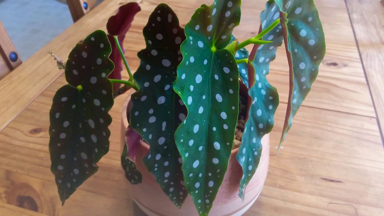 👩/REPRODUCCiÓN/🌿de ala de angel} Begonia  maculata
