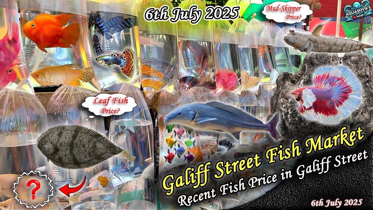 Kolkata Galiff Street Fish Market Recent Video | Recent Fish Price In Galiff Street | 06.07.2025