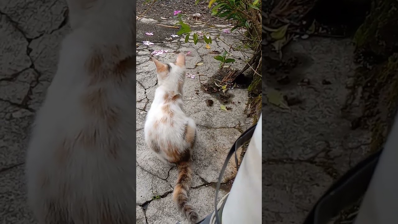 Kucing dikasih keripik gak mau,kalo dikasih duit mau gak ya