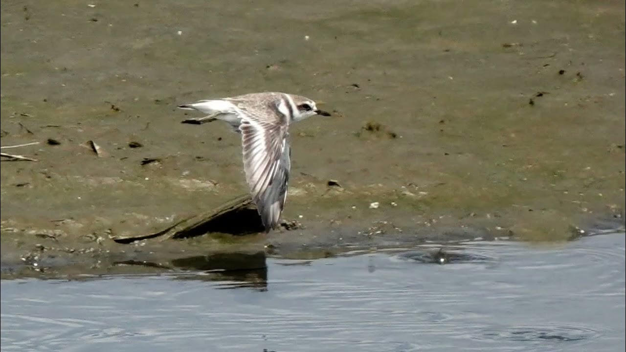 114-09-15新竹許厝港與草漯沙丘地質公園賞鳥～流蘇鷸、田鷸、燕鴴、長趾濱鷸、鷹斑鷸、太平洋金斑鴴、高翹鴴……等