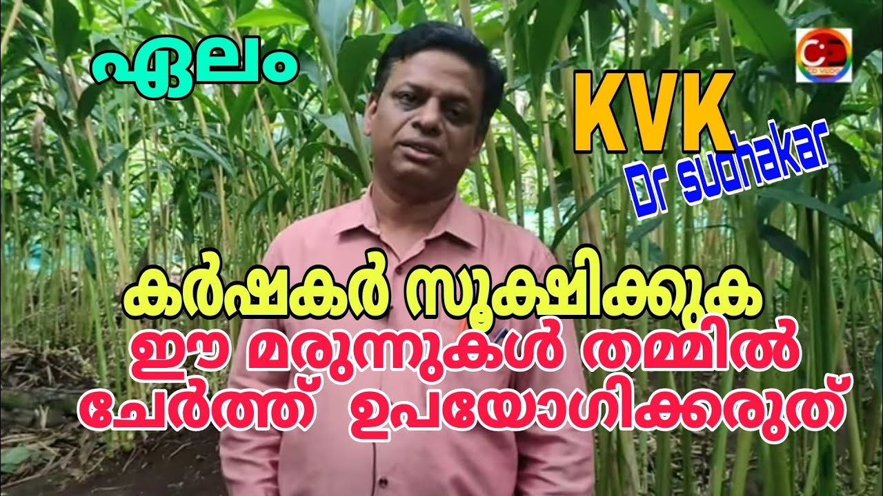 ഏലം കർഷകർ സൂക്ഷിക്കുക I  ഈ മരുന്നുകൾ തമ്മിൽ ചേർത്ത് ഉപയോഗിക്കരുത്  #cdvlog   #dr sudhakar #cardamom